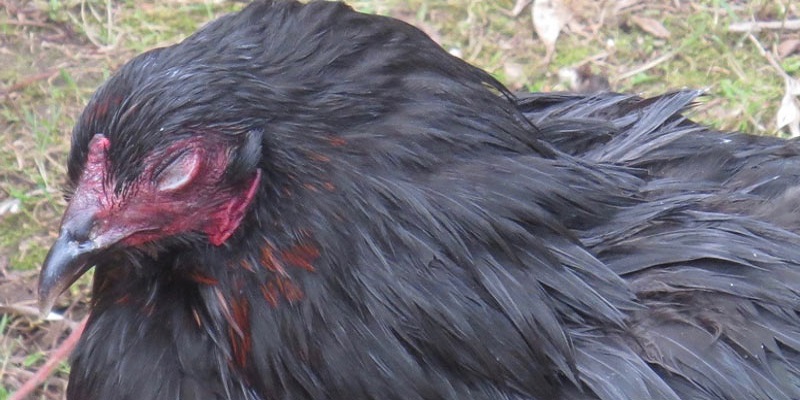 Gà đá bị mù mắt ảnh hưởng khá nhiều đến hoạt động của gà