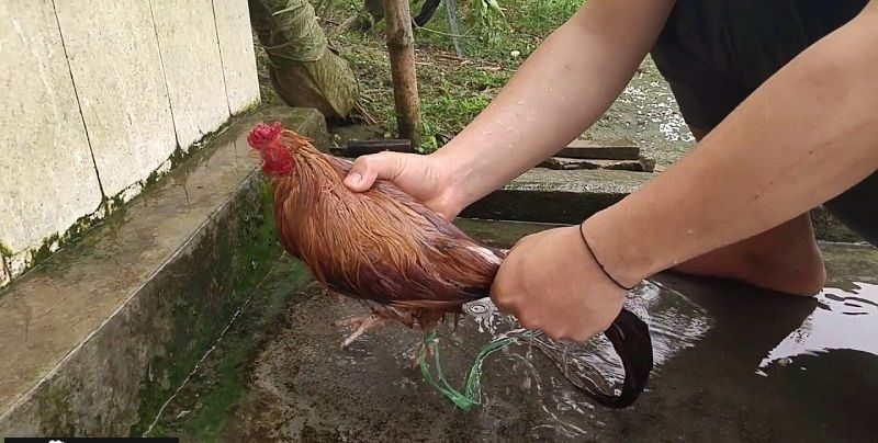 Tắm cho gà không khó chỉ cần bạn biết cách