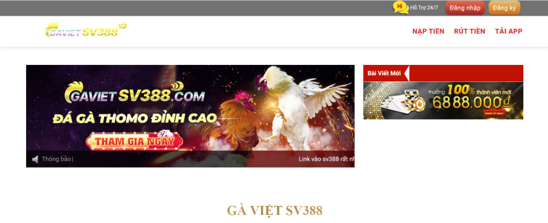 Gà Việt SV388 là gì?