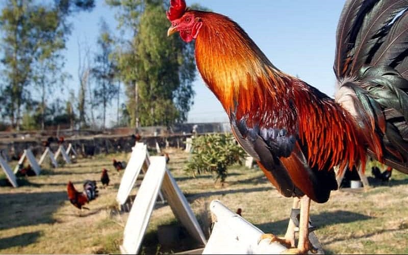 Sử dụng Tetracyclin cho gà giúp gà tăng trưởng đề kháng, khỏe mạnh hơn